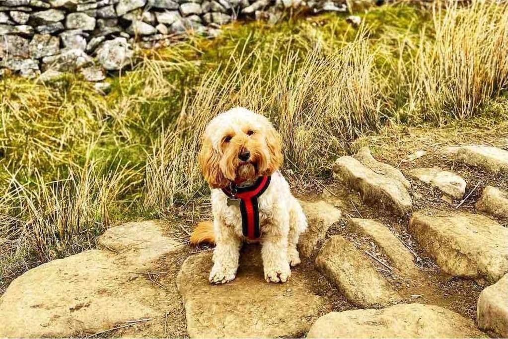Holiday home Sunnybeck Award Winning Dog Friendly *